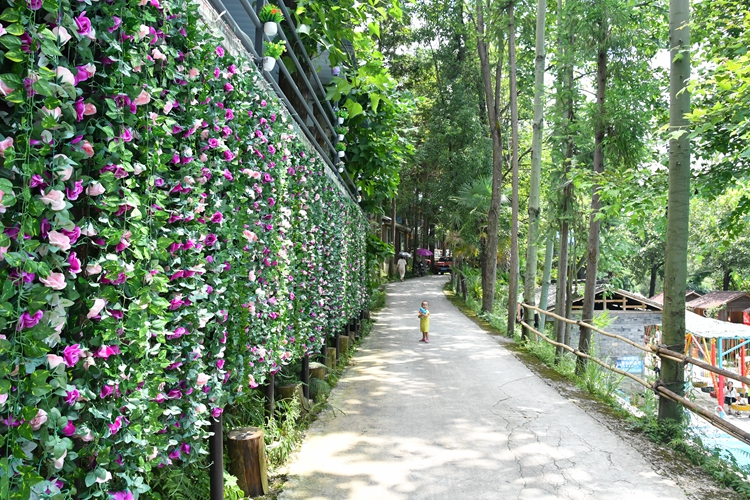 墙花